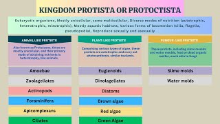 Kingdom Protista Protozoans Algae Slime molds Water molds  Biology Class 11 Chapter 7 [upl. by Castera]