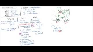 Pancreatic Hormones Insulin Glucagon Somatostatin [upl. by Htebizile355]