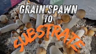 Exclusive Mushroom Grain Spawn Fruiting Tutorial [upl. by Emyle]