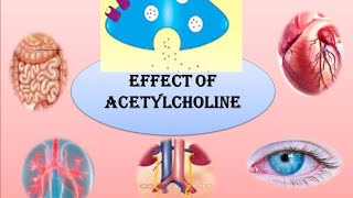 PHARMACOLOGICAL ACTION OF ACETYLCHOLINE [upl. by Giffy254]