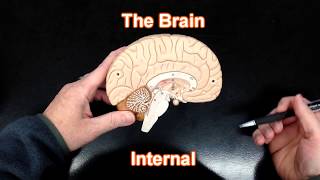 The Brain  Internal View [upl. by Dick]