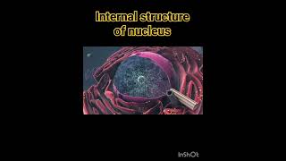 Internal structure of nucleus Biology Cell Structure I Nucleus Medical Media biology youtube [upl. by Allicirp]