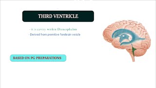 THIRD VENTRICLE ANATOMY  CNS [upl. by Sinnek]