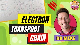 Electron transport chain and ATP synthesis [upl. by Sasha232]