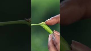 Chilli Fruit Borer control shortsytshorts [upl. by Pasho84]