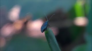 Phyllotreta nigripes flea beetle [upl. by Burhans]