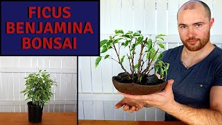 Making a Clump Style Ficus Benjamina Bonsai from Nursery Stock [upl. by Nitsew]