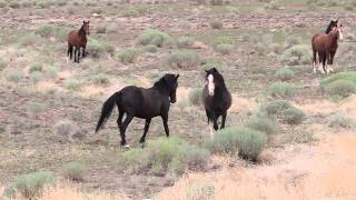 Mustang Stallion defending his mares and foals from bachelors [upl. by Clarise551]