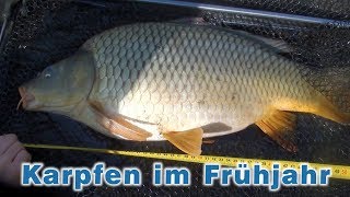 Karpfenangeln im Frühjahr  Angeln am Fluss  Fischen auf Karpfen und andere Fische [upl. by Letnahs]