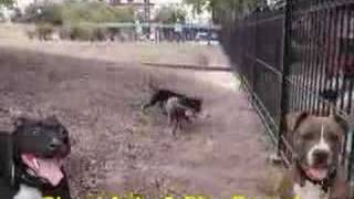 American Pit Bull Terrier Fight  100 APBT GAMEDOGS [upl. by Aeel]