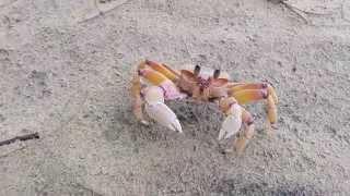 Crabs running for cover [upl. by Notlil]