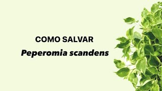 Como salvar a Peperomia scandens [upl. by Airekal]