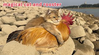 so funny and cute🤣The kitten took the rooster on an outdoor tripThe happiest rooster in the world [upl. by Bette]