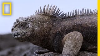 Experience the Beauty of the Galápagos New Marine Sanctuary  National Geographic [upl. by Slotnick513]