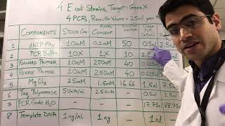 How To PCR Calculations [upl. by Lamraj131]