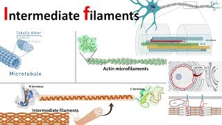 Intermediate filaments structure classification and function [upl. by Iznekcam989]