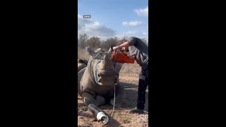 Aussie veterinarian fighting the poaching crisis in South Africa [upl. by Seira71]