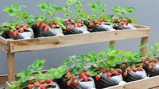 Revealing tips for growing strawberries in plastic bottles to produce a lot of fruit [upl. by Flessel788]