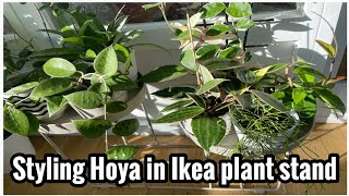 Styling Hoya in IKEA plant stand [upl. by Frear]