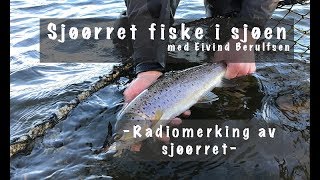 Sjøørret fiske i sjøen  Radiomerking av Sjøørret [upl. by Zebedee]