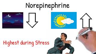 Norepinephrine noradrenaline  Effects Action uses in medicine explained simply [upl. by Maziar]