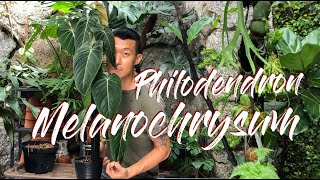 Philodendron melanochrysum care and propagation air layering water and moss [upl. by Kutchins]