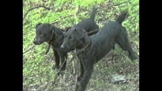 Fell and Moorland Terrier Club filmed late 90s [upl. by Clarise]