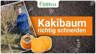 Kakibaum schneiden So wird’s gemacht [upl. by Nylazor]