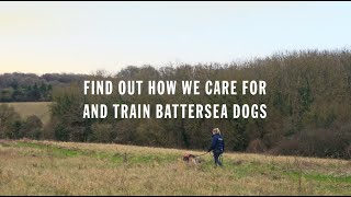 Were all in for them  How We Care for and Train Battersea Dogs [upl. by Lecirg]