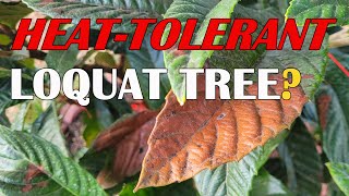 Is Loquat Tree HEAT TOLERANT  Loquat Tree Leaf Sunburn  Loquat Tree Leaf Scorch amp Leaf Damage [upl. by Waldo]