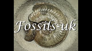 Intro Unearth the Past with Fossilsukcom [upl. by Nednil415]