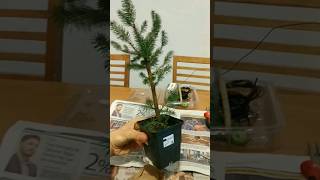 Bonsai Picea abies desde plantón de vivero bonsai piceas [upl. by Maren]