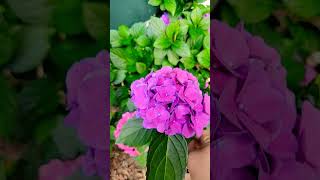 Growing Hydrangeas in zone 9 Texas [upl. by Mian860]