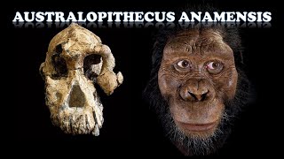 Australopithecus anamensis [upl. by Chitkara659]