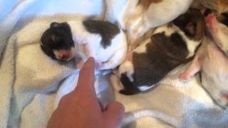 Tickling Baby Puppies [upl. by Eadwina]