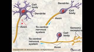 Histology of the Nervous System [upl. by Jeavons381]