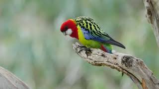 Eastern Rosella Platycercus eximius [upl. by Ztnaj471]