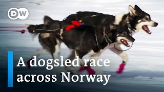 Europe’s toughest dogsled race  DW Documentary [upl. by Terrena]