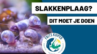 Wat te doen tegen slakken in het aquarium  6 methodes om ervan te komen [upl. by Stiles]