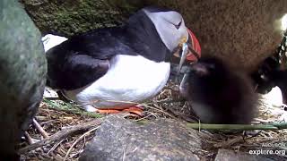 One day old puffling receives a fourth meal [upl. by Uwton]