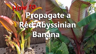 Step by Step Instructions to Propagate Over 20 Red Abyssinian Ensete Maurelii Banana Plants [upl. by Archie]