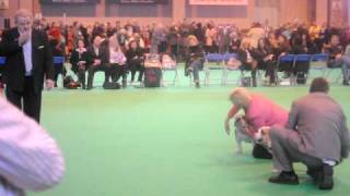 Crufts 2010 Bulldog Best of Breed [upl. by Ahseirej465]