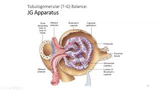 3 AHS Regulation of GFR  Myogenic  autoregulation  Tubuloglomerular feedback mechanism English [upl. by Chuah]