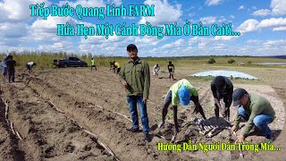 Thế Nhân  Tiếp Bước Quang Linh Farm Mở Rộng Thêm Diện Tích Trồng Mía Và Đa Dạng Hoá Cây Trồng [upl. by Barnaba589]