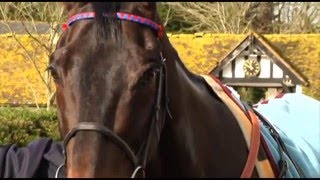 Sprinter Sacre  The Impossible Dream [upl. by Zeuqcaj]