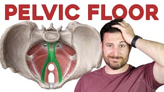 The Pelvic Floor Muscles Explained  Corporis [upl. by Ihcekn24]