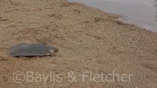 Cantors Giant Softshell Turtle Malaysia 20191109172840m2ts [upl. by Trinatte447]