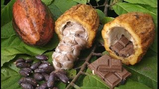 Cómo sembrar y convertir el Cacao en Chocolate  TvAgro por Juan Gonzalo Angel [upl. by Lowson643]