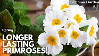 How To Make Primroses Bloom Longer When Grown Indoors 🌿 Balconia Garden [upl. by Teece]