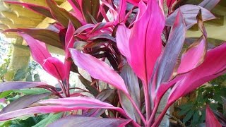 Cordyline Fruticosa Palmita Roja planta Ti Árbol de la buena suerte [upl. by Intosh]